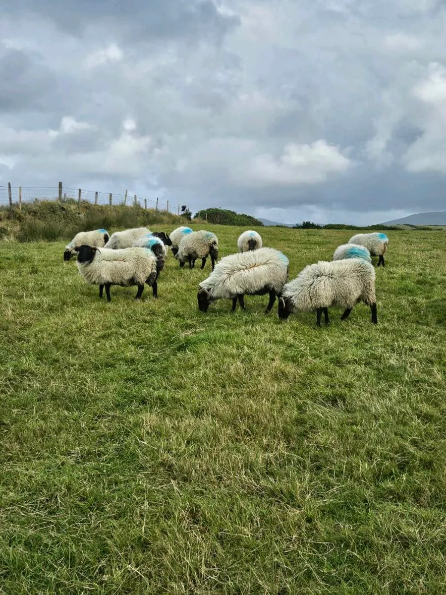 Blackface mountain hoggets - Image 1