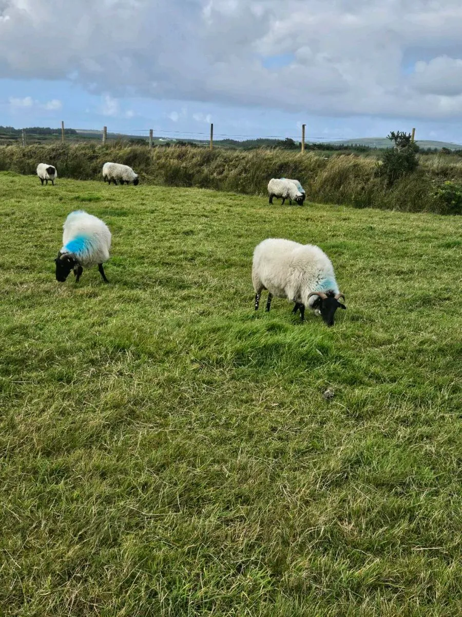 Blackface mountain hoggets - Image 2