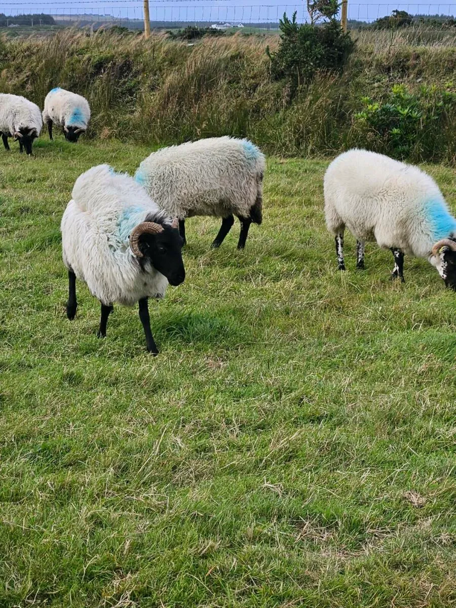 Blackface mountain hoggets - Image 3