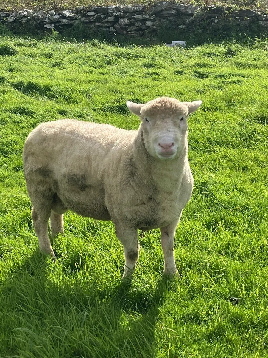 Dorset Ram - Image 4