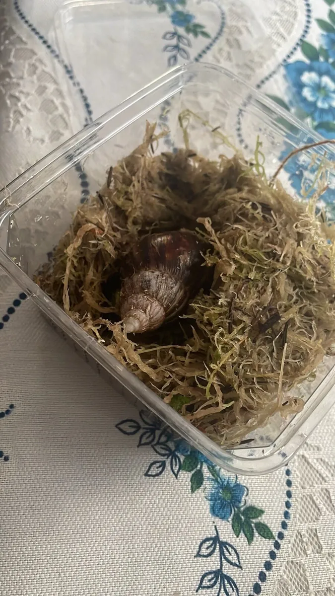 African Land Snail