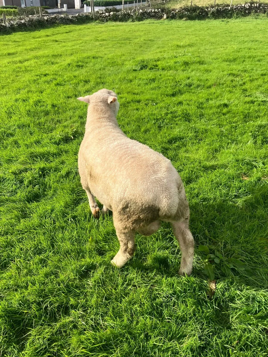 Dorset Ram - Image 2