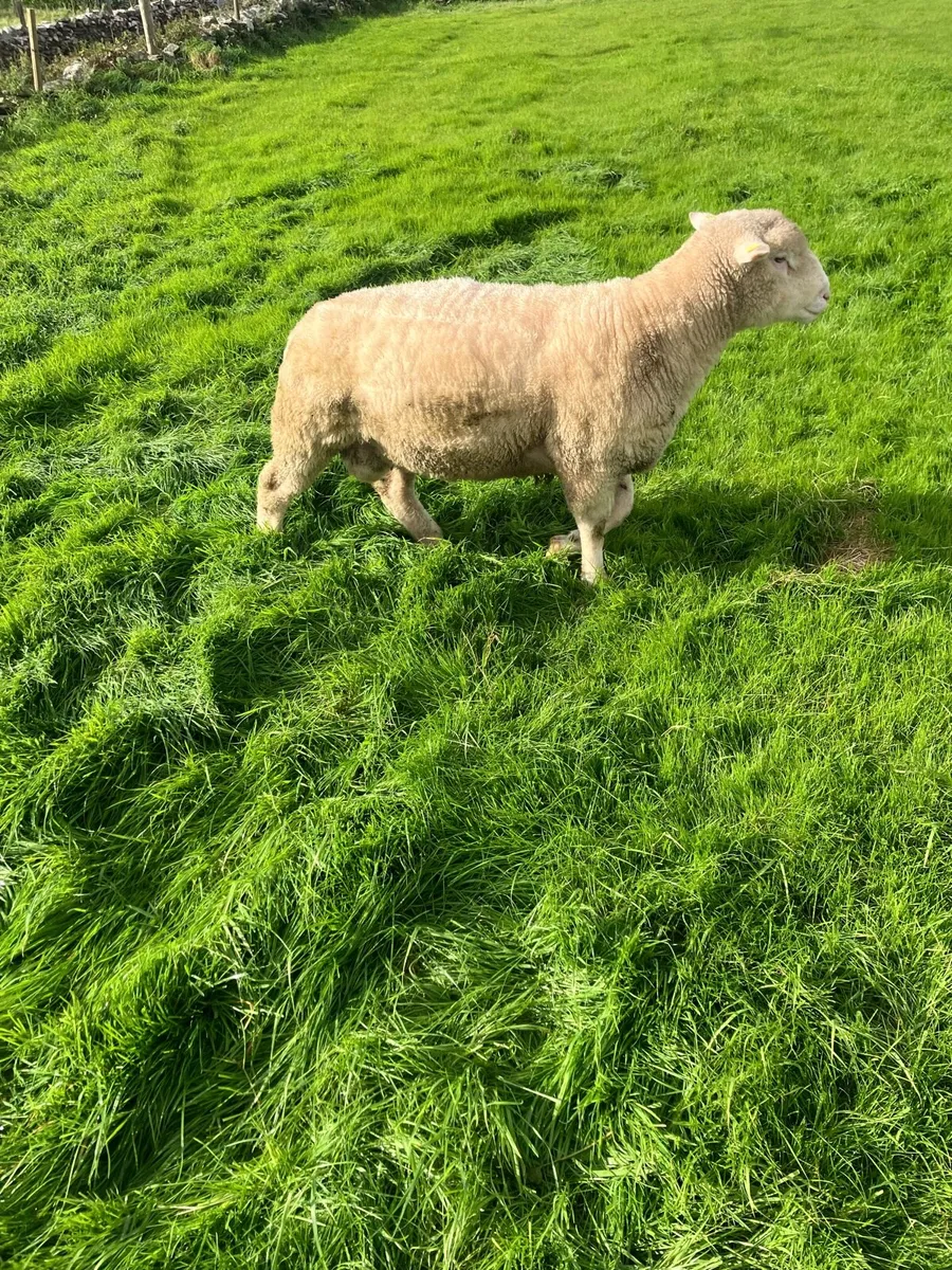 Dorset Ram - Image 3