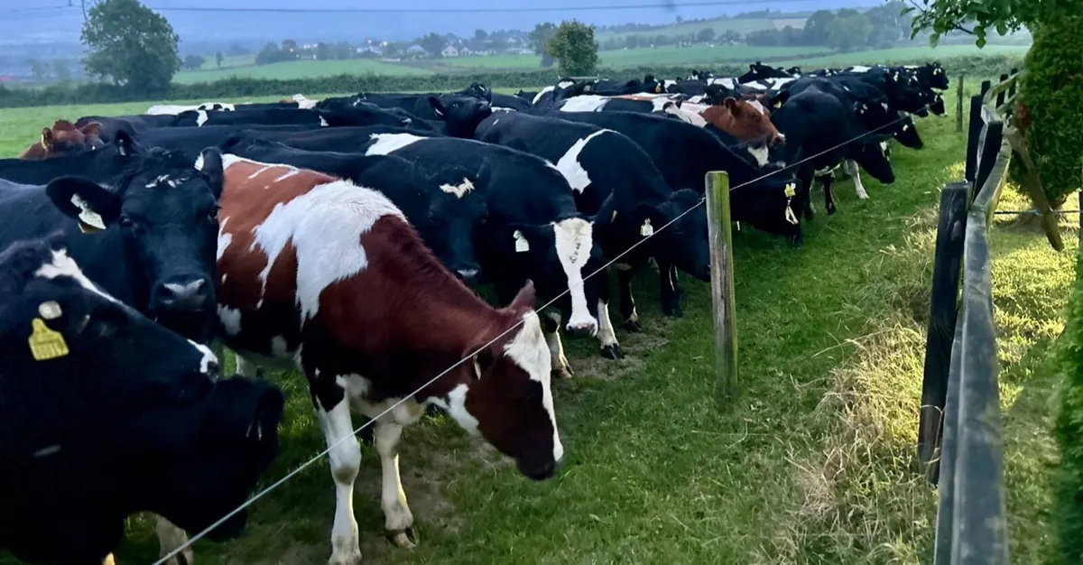 In calf heifers - Image 4