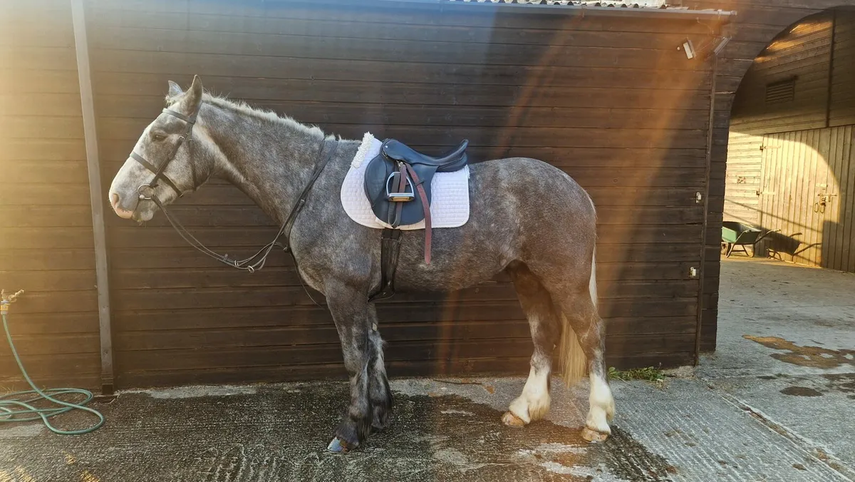 5yr Old Grey Gelding - Image 1