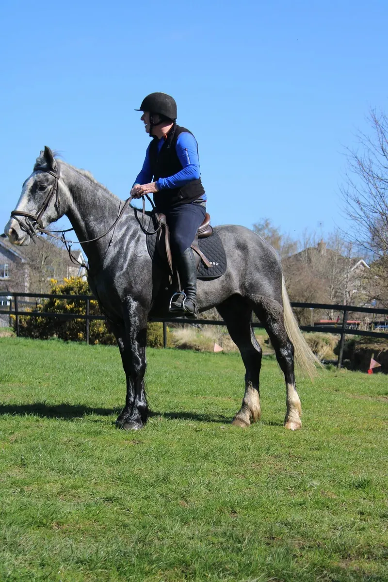 5yr Old Grey Gelding - Image 2