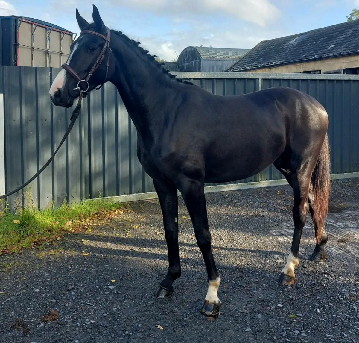3yo gelding lot 1185 goresbridge - Image 1