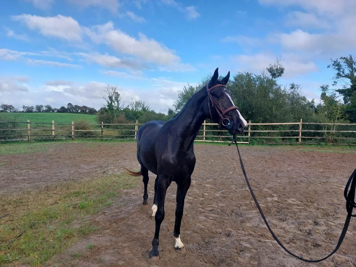 3yo gelding lot 1185 goresbridge - Image 2