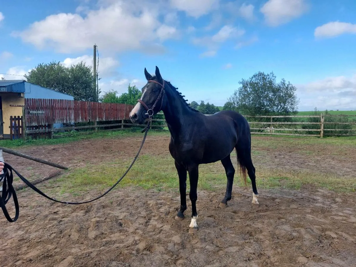 3yo gelding lot 1185 goresbridge - Image 3