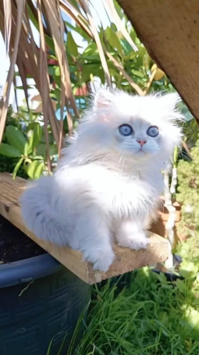 Cat - Image 2