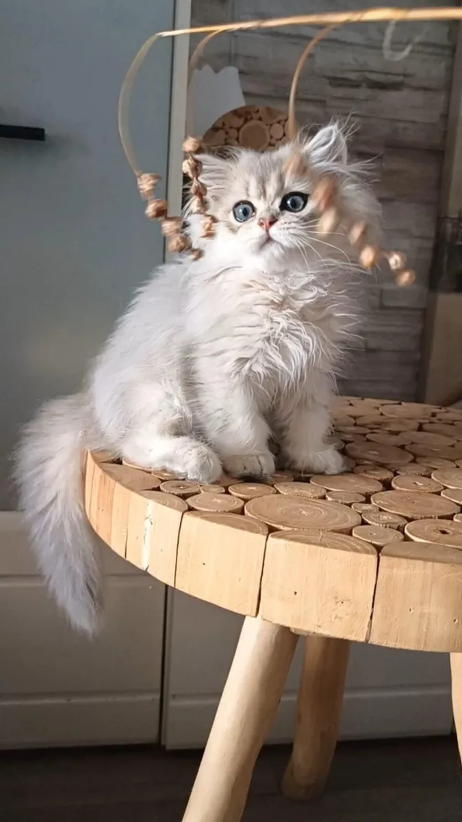 Cat - Image 3