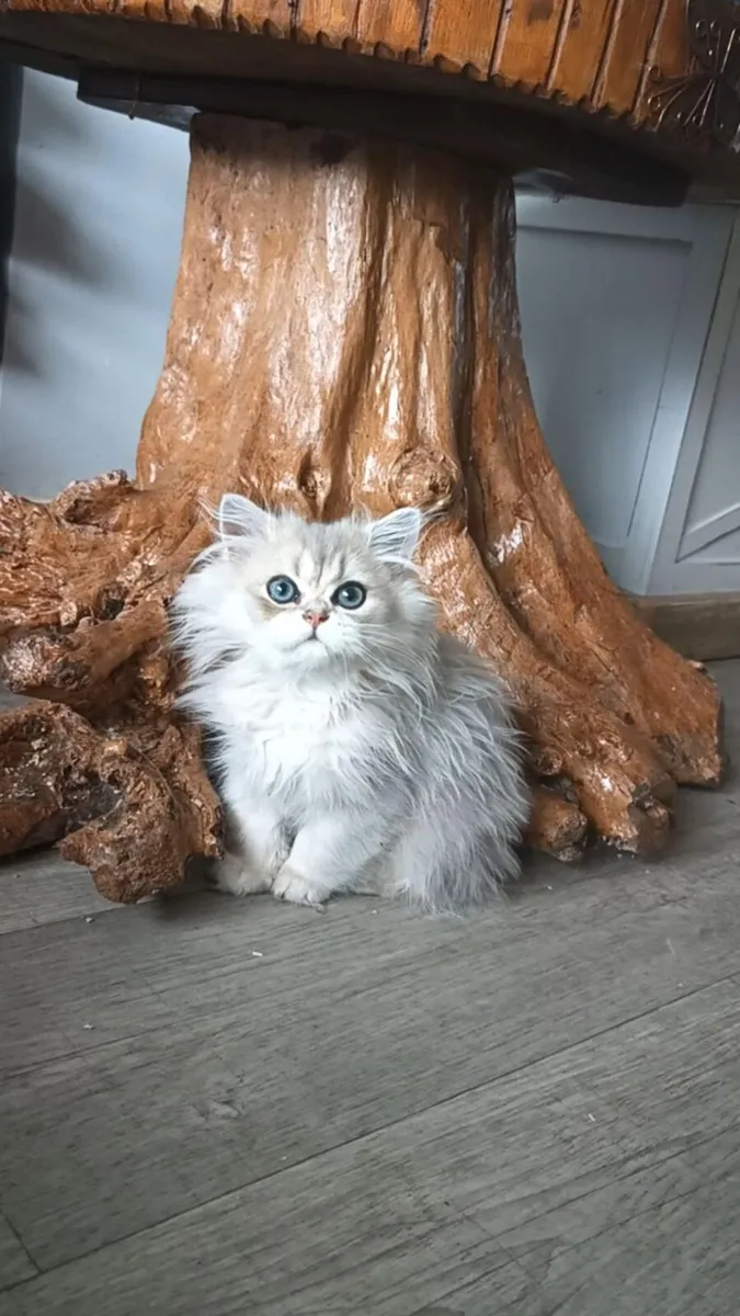 Cat - Image 1