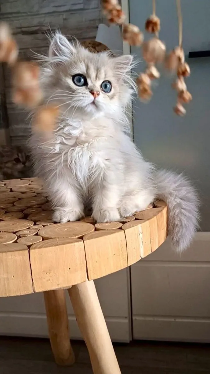 Cat - Image 4