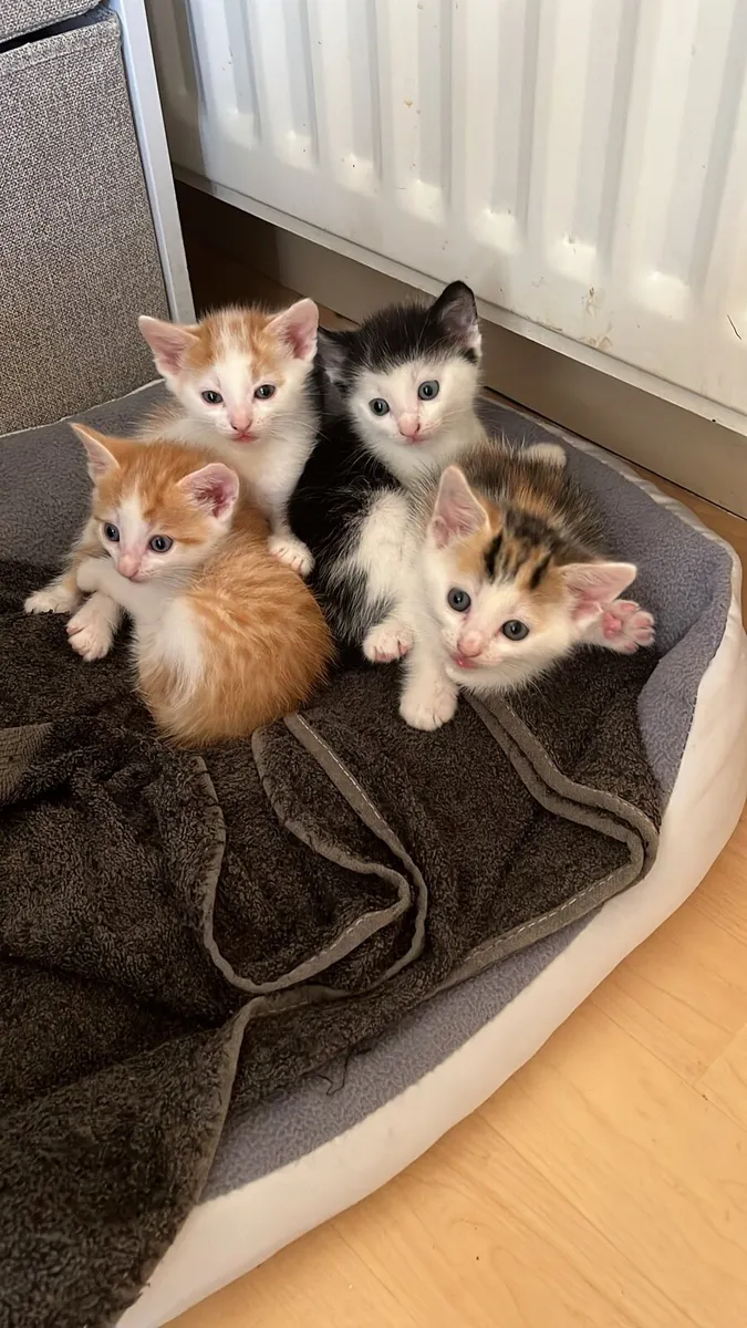 Kittens - Image 2