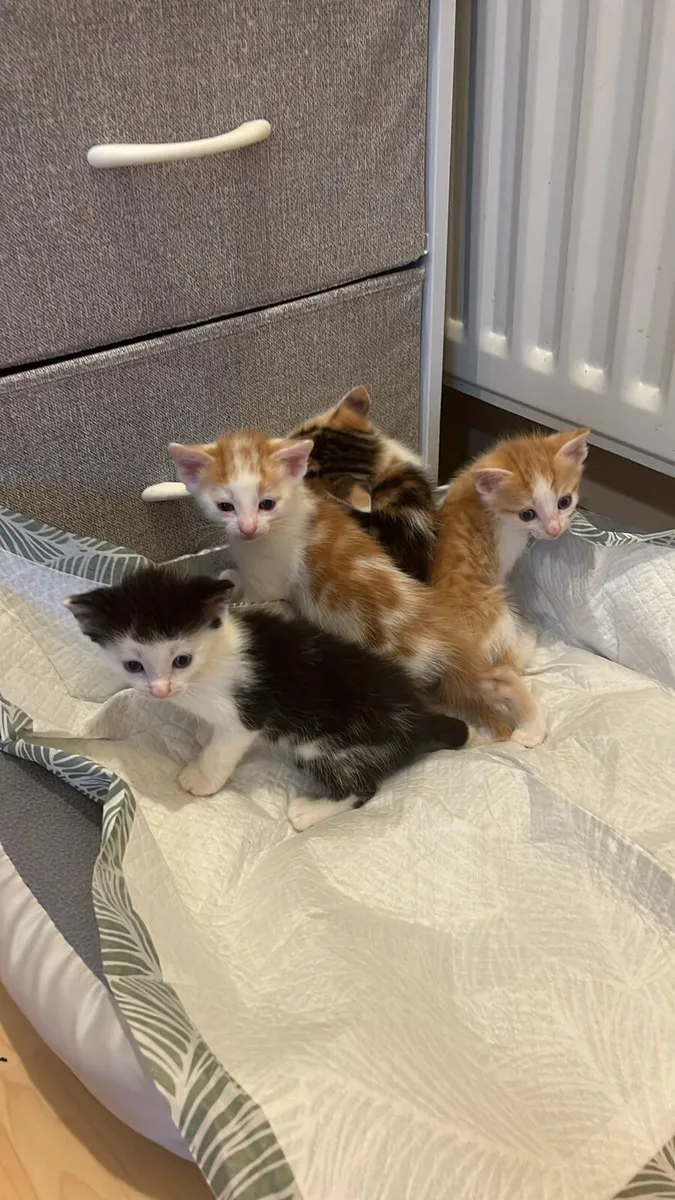 Kittens - Image 3