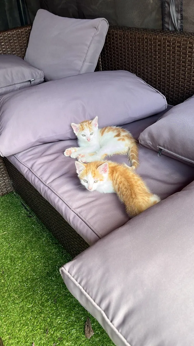 Kittens - Image 4