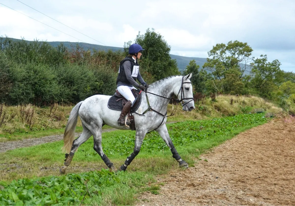 16HH  All rounder - Image 2