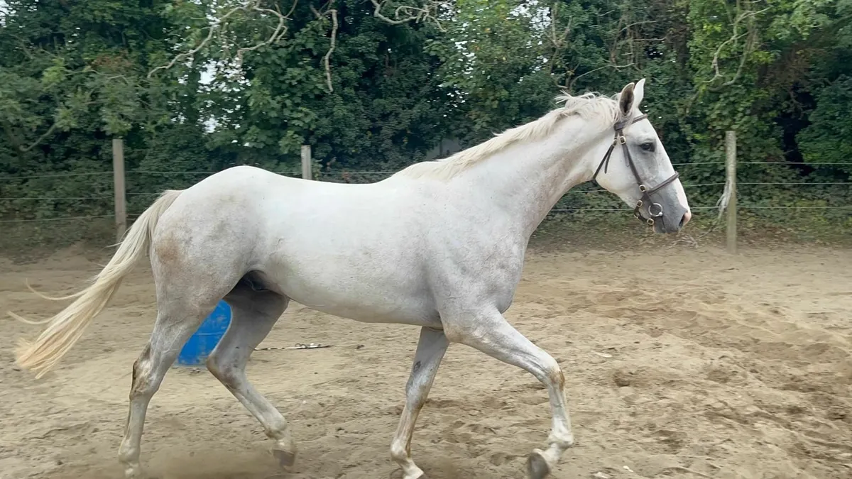 3 year old gelding - Image 2