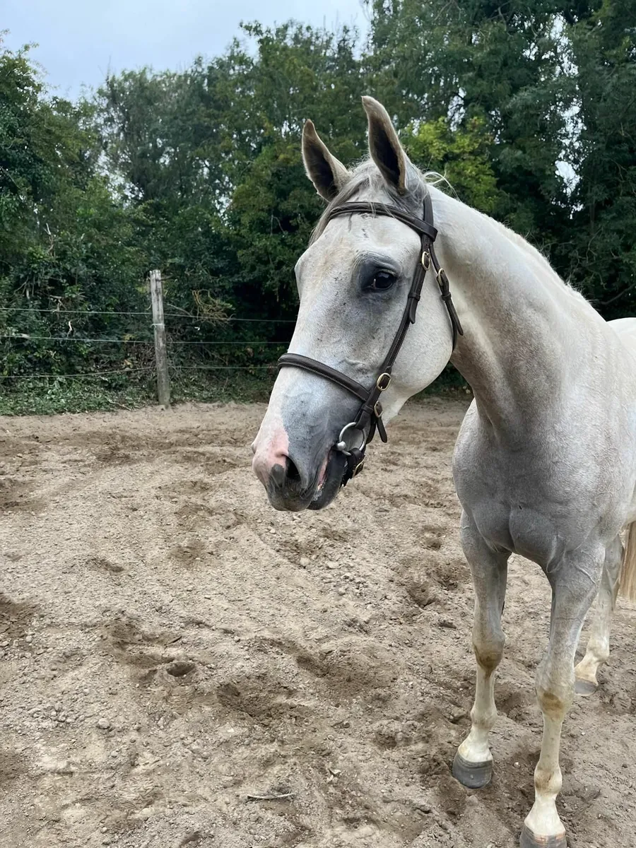 3 year old gelding - Image 3