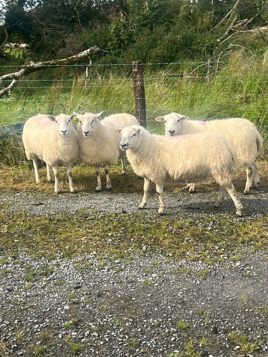 💥5 hiltex hogget ewes 💥 - Image 1