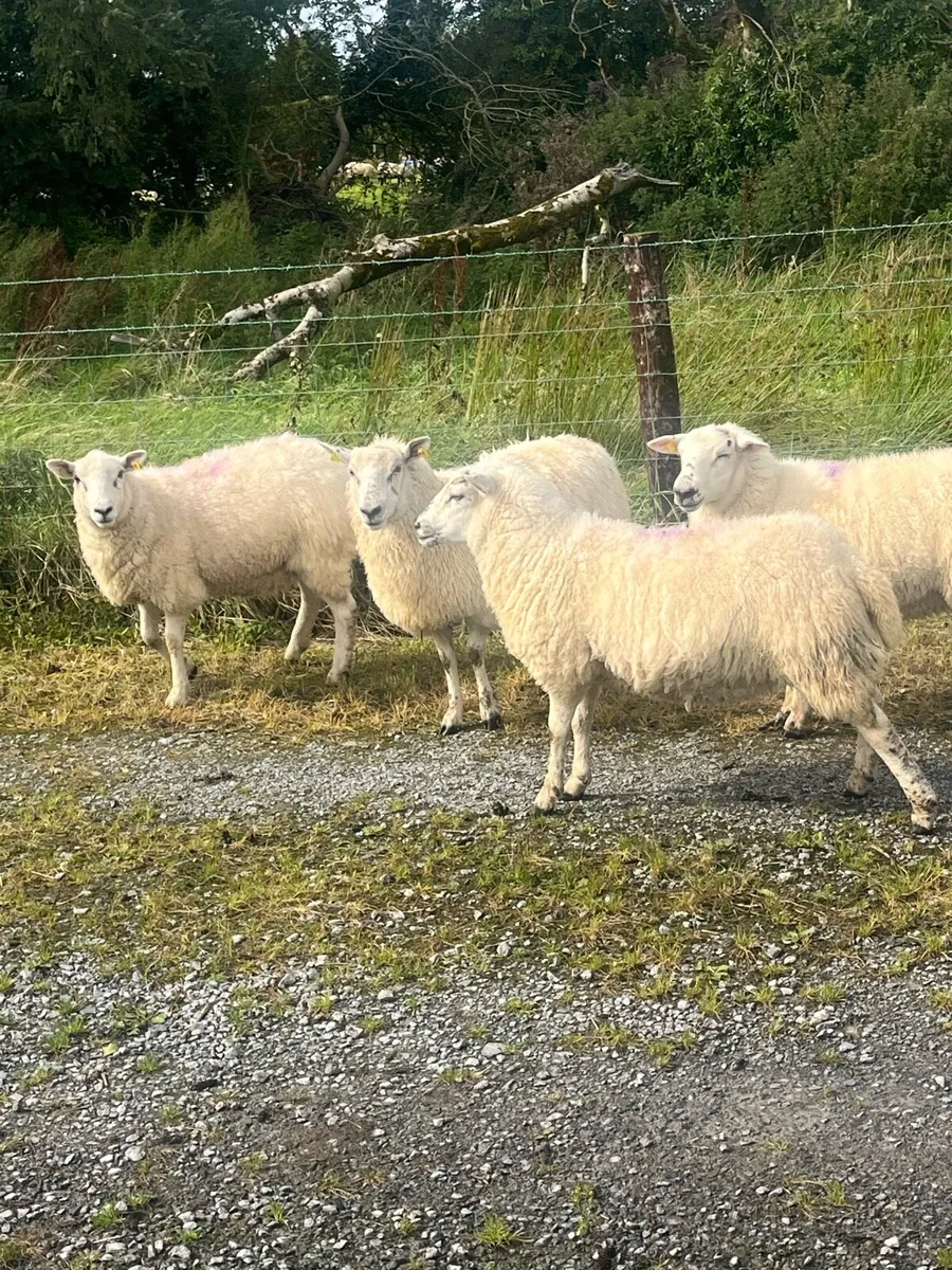 💥5 hiltex hogget ewes 💥 - Image 2