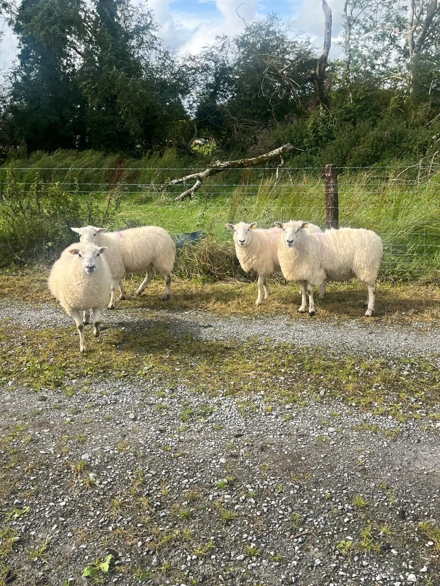 💥5 hiltex hogget ewes 💥 - Image 4