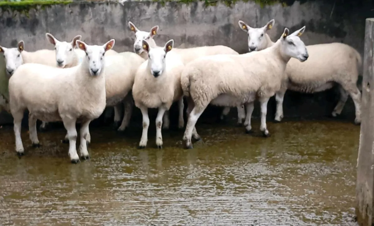 Hogget ewes - Image 2