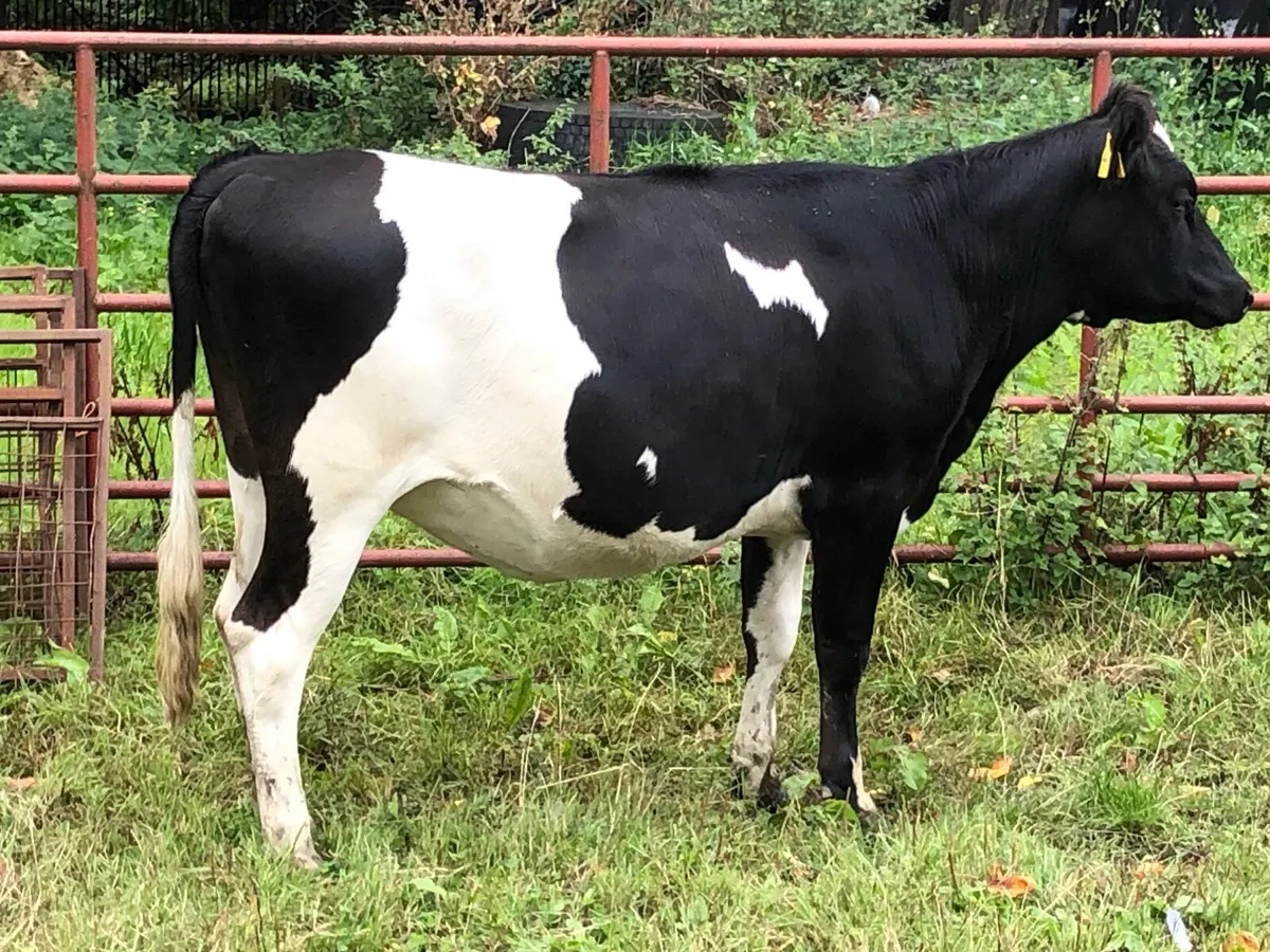 Heifers - Image 2