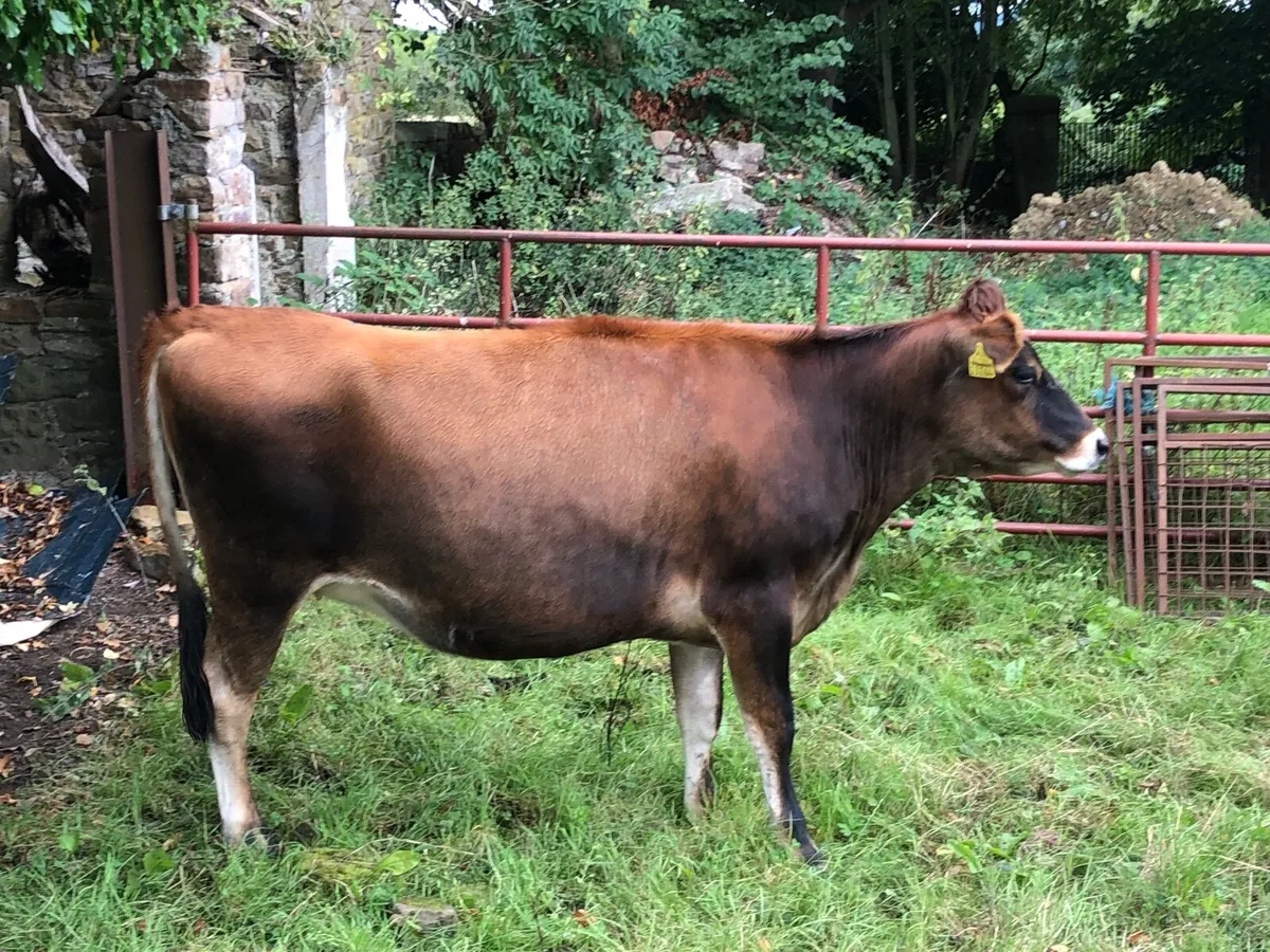 Heifers - Image 3