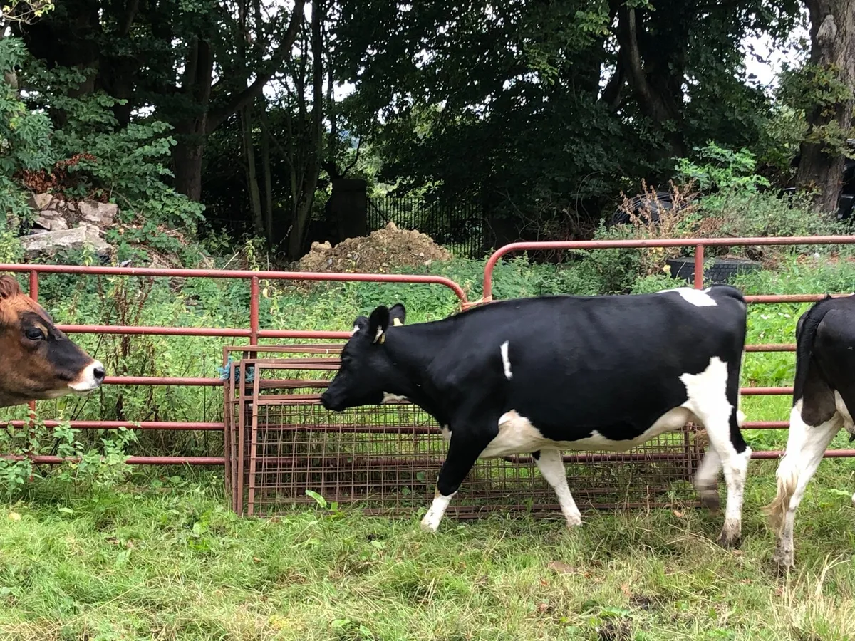 Heifers - Image 4
