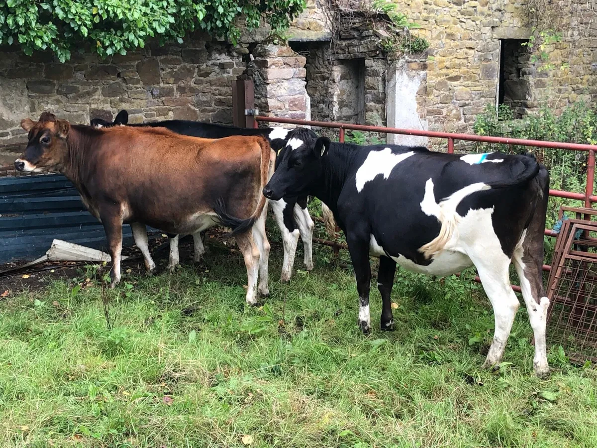Heifers - Image 1