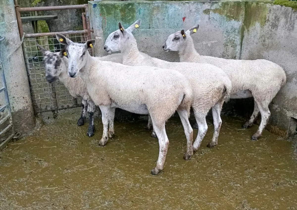 Bluefaced Leicester ewes - Image 1