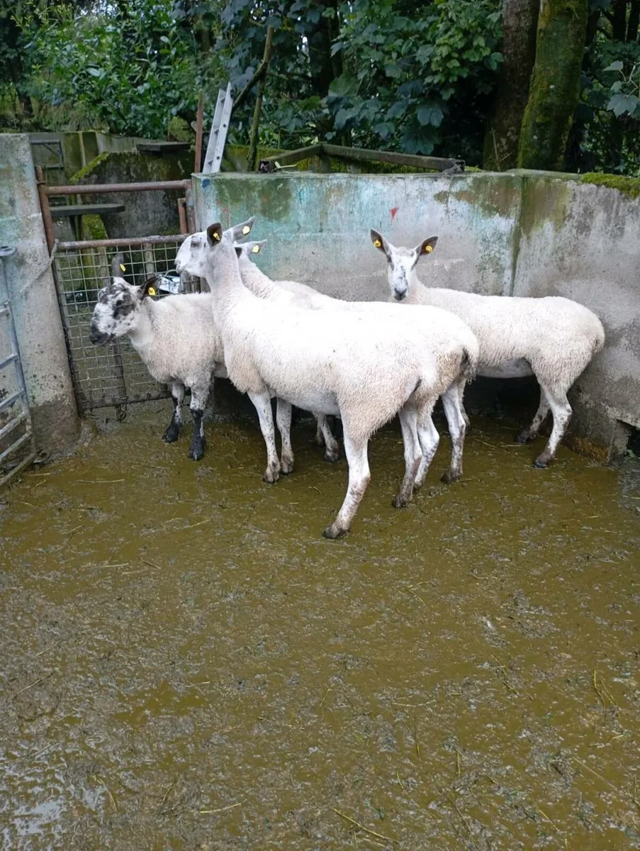 Bluefaced Leicester ewes - Image 2