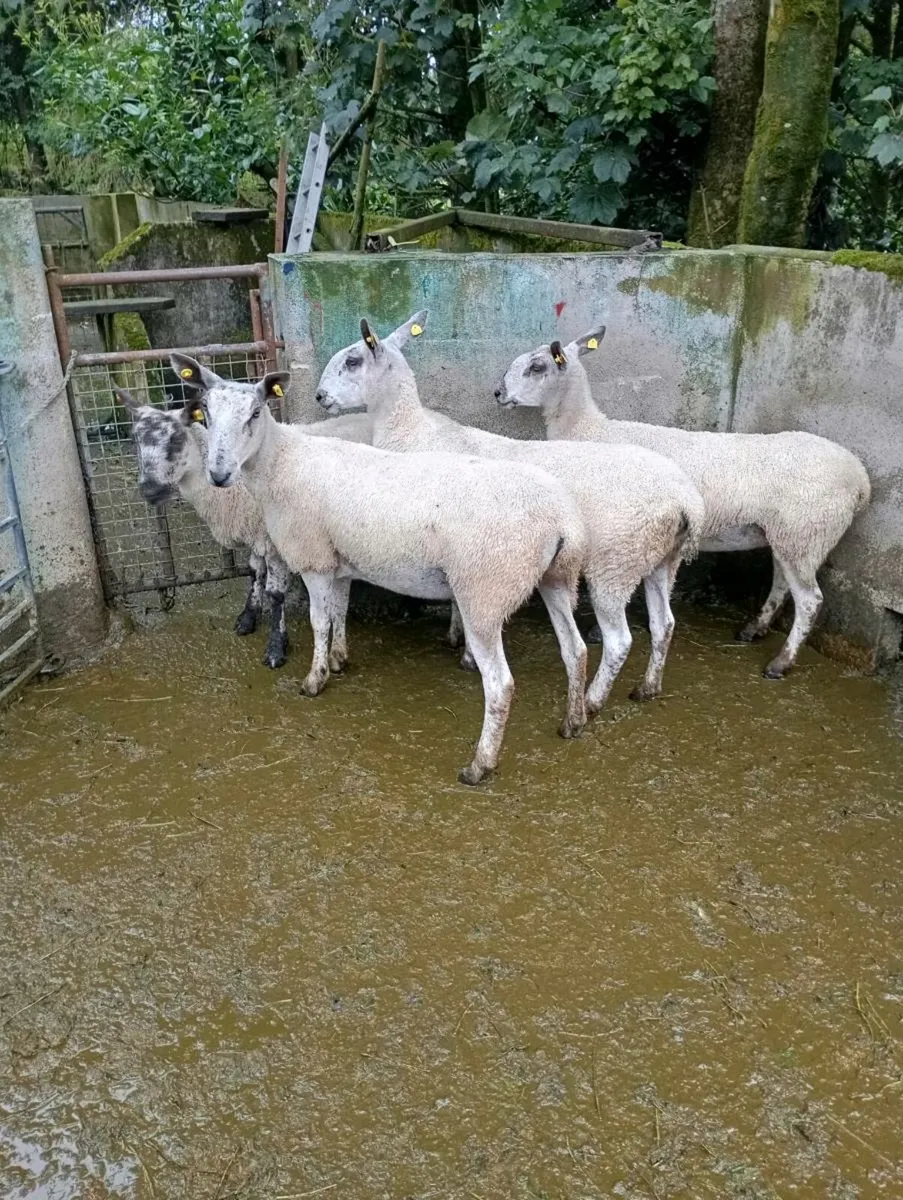 Bluefaced Leicester ewes - Image 3