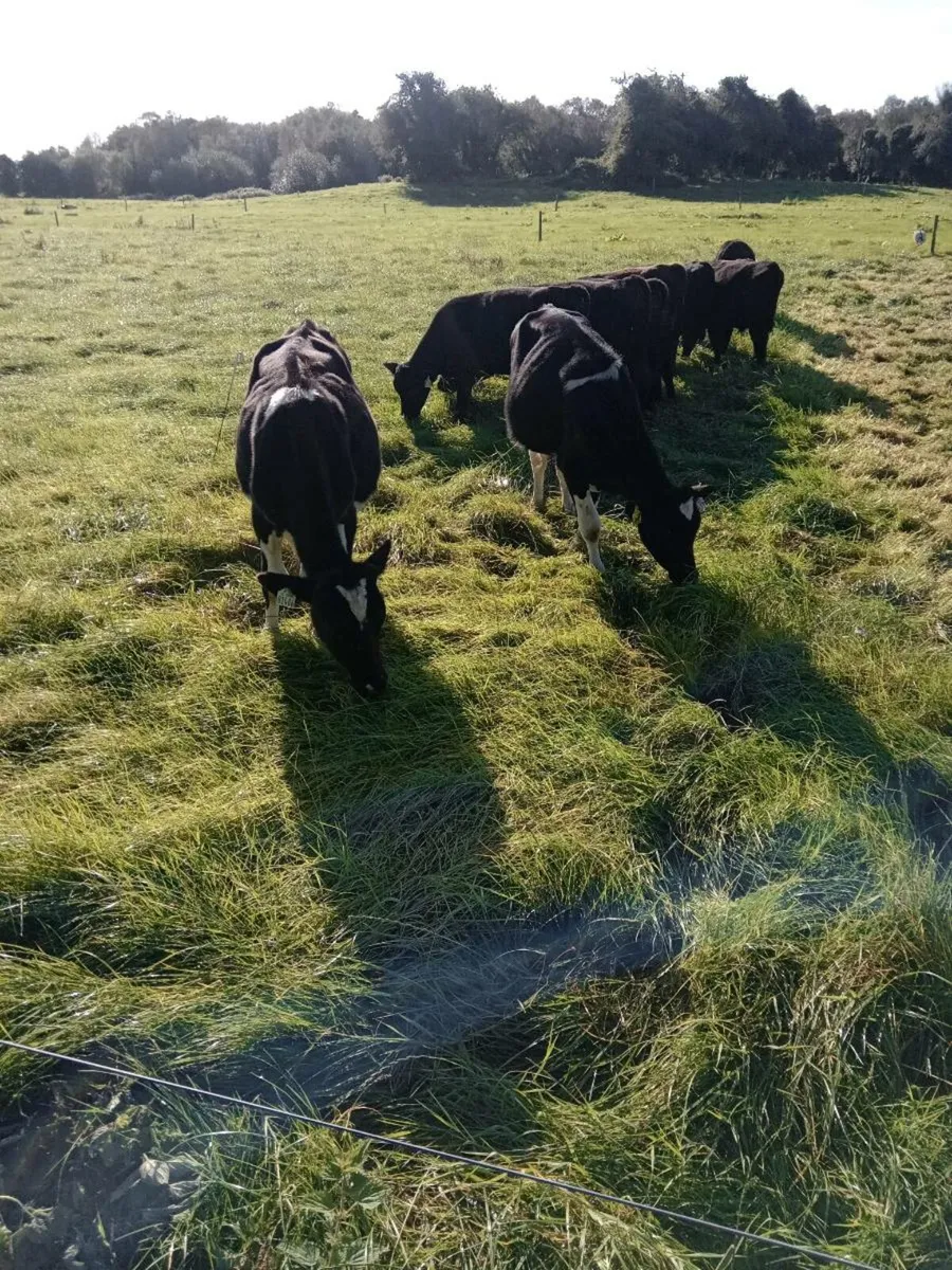 9 Homebred Angus Weanlings - Image 4