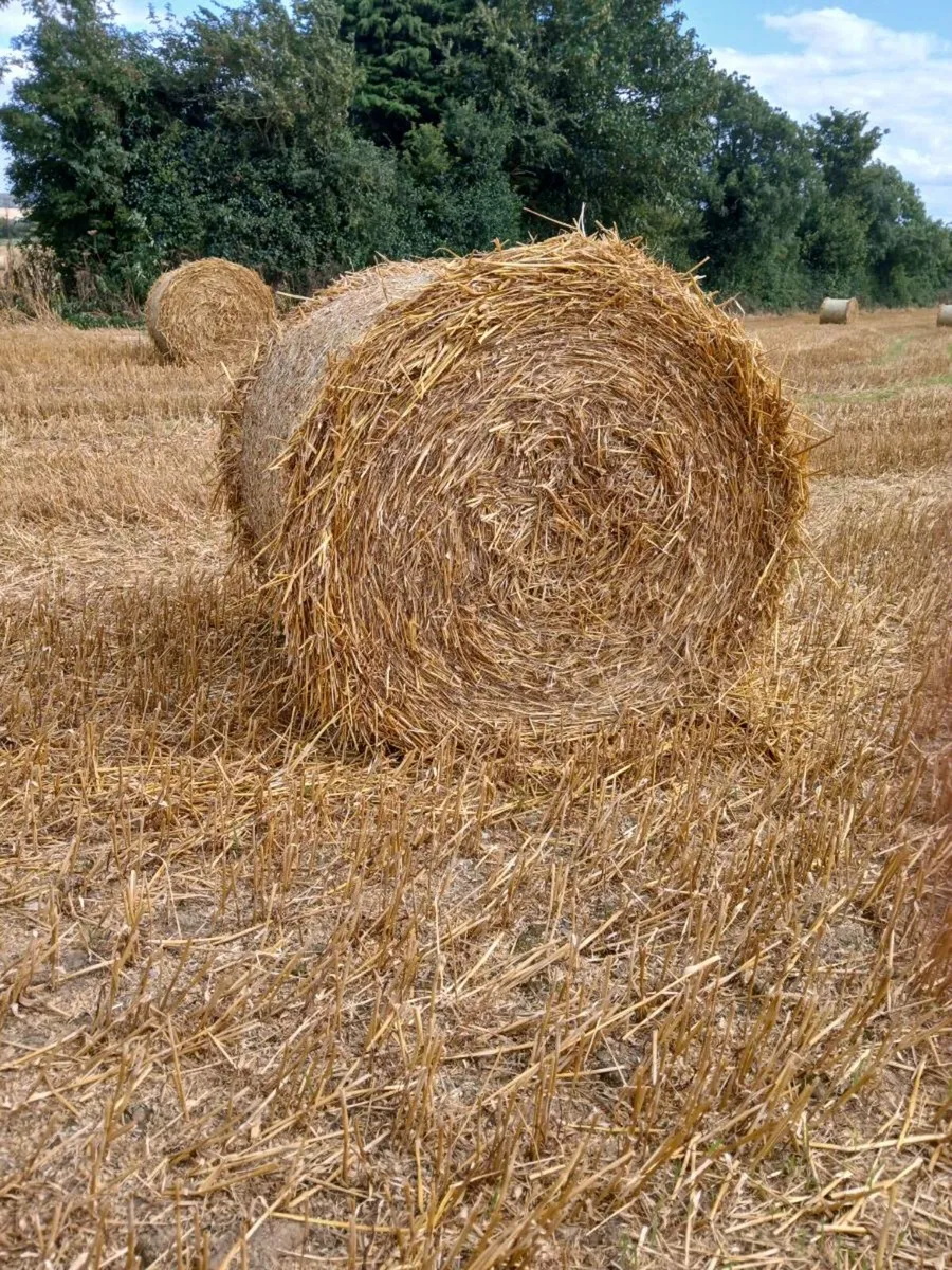 Barley straw 4x4 - Image 1