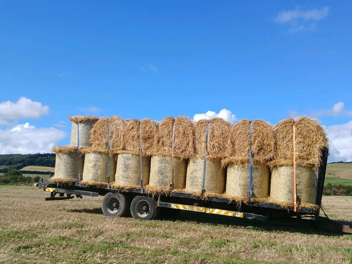 Barley straw 4x4 - Image 2