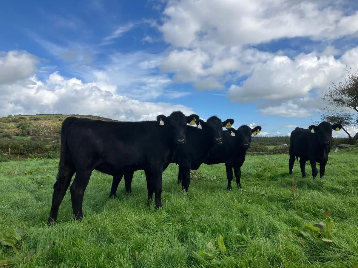 Heifers for sale - Image 1