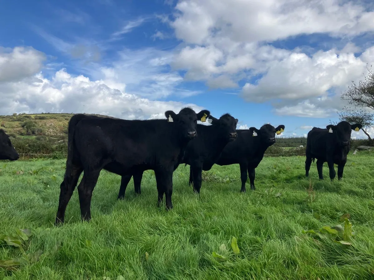 Heifers for sale - Image 2