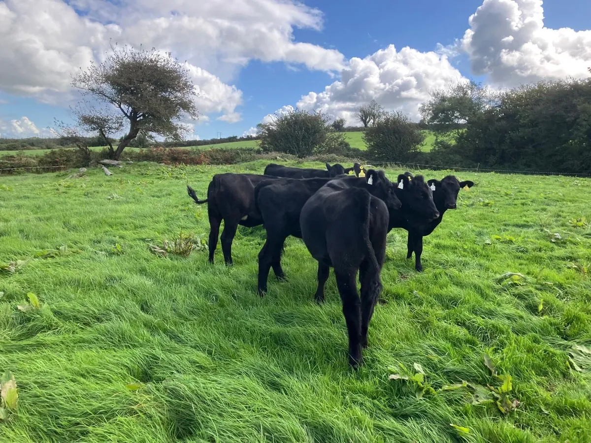 Heifers for sale - Image 3