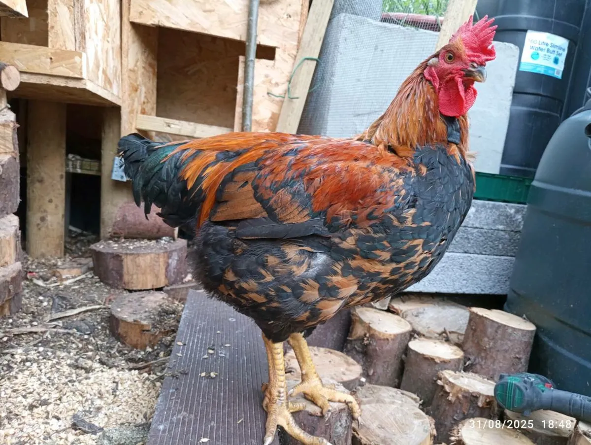 French Copper Maran Looking Rooster - Image 1