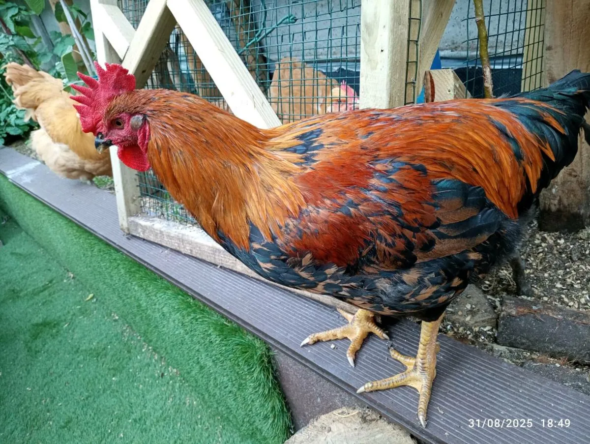 French Copper Maran Looking Rooster - Image 2
