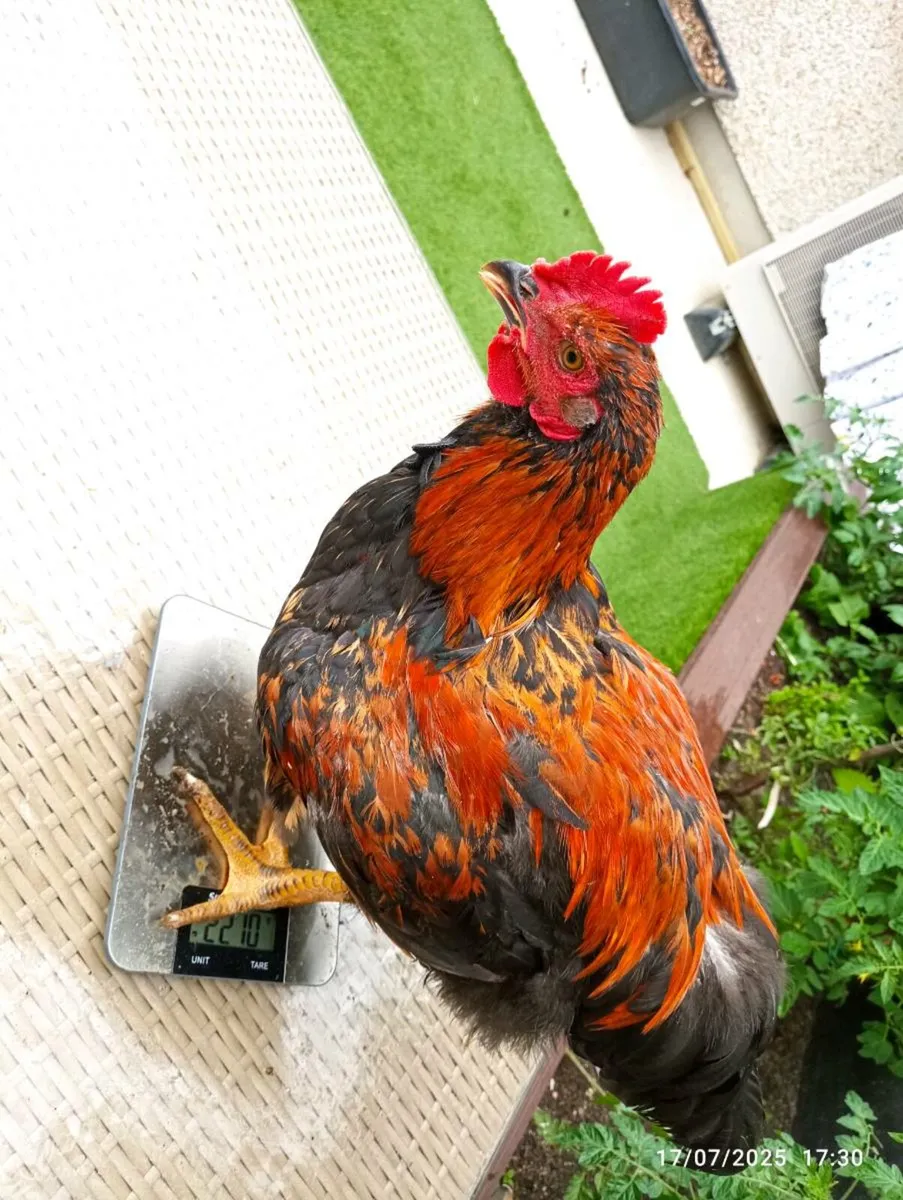 French Copper Maran Looking Rooster - Image 4
