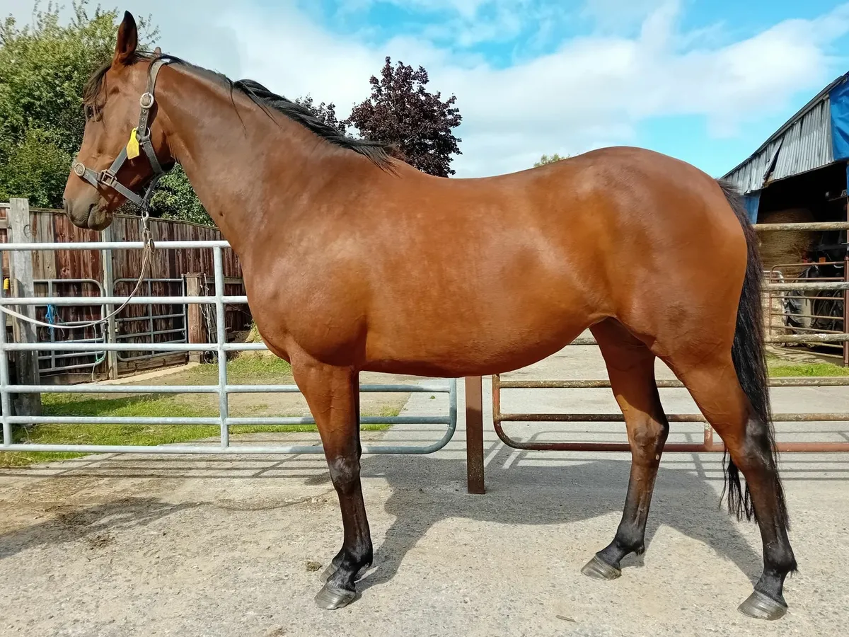 Thoroughbred mare - Image 1