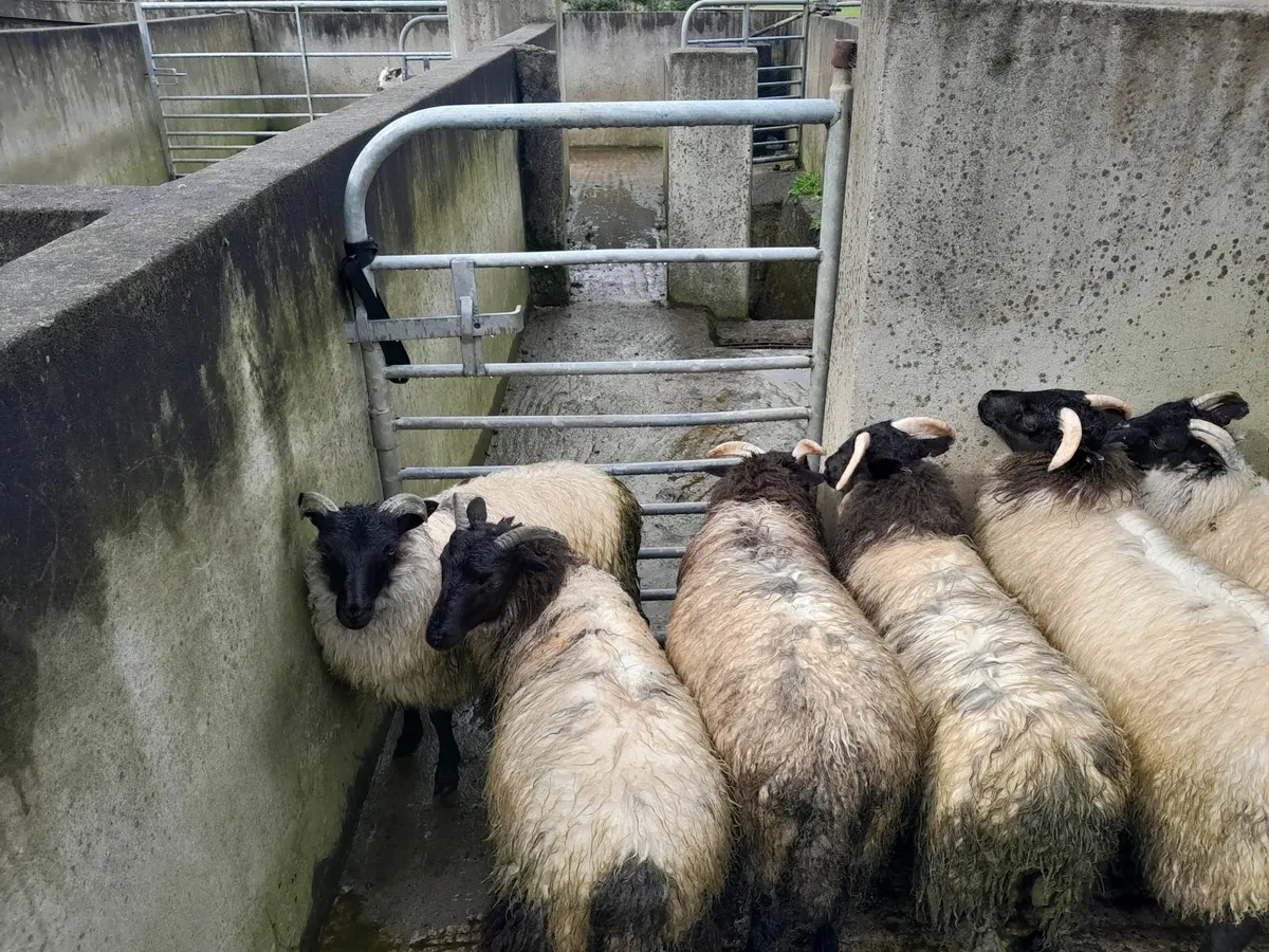 Mountain ewe lambs - Image 1