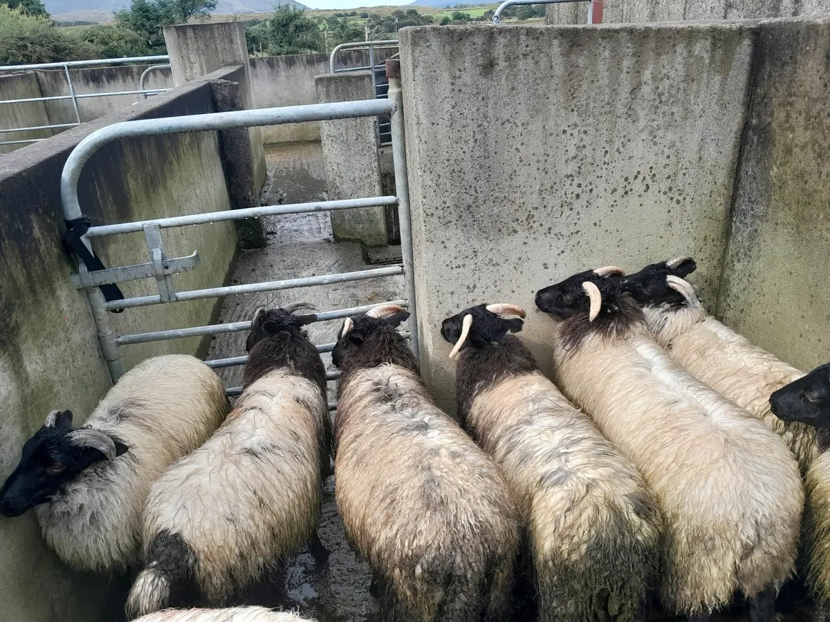 Mountain ewe lambs - Image 2
