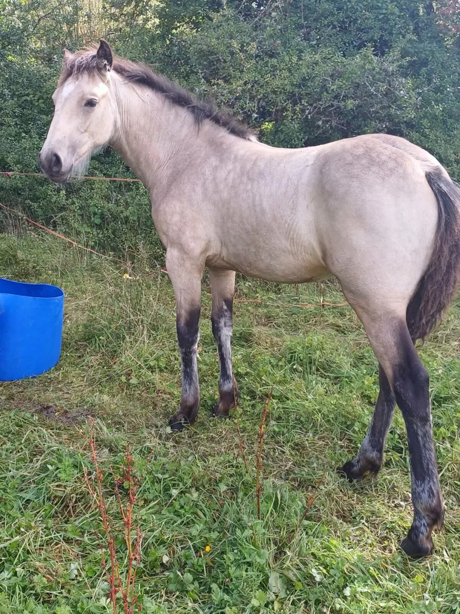 Dun filly foal - Image 2