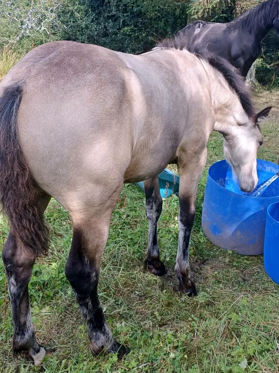 Dun filly foal - Image 3