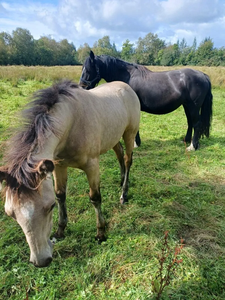 Dun filly foal.. ballinasloe fair Sunday 5th - Image 2