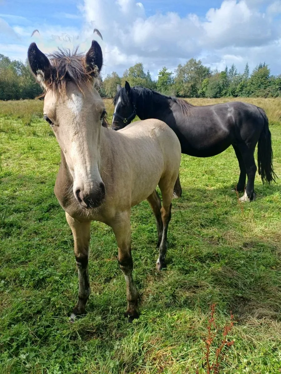Dun filly foal - Image 1